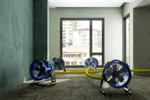 Best Basement water damage restoration  in Mount Pulaski, IL